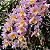Dendrobium rosy cluster 2 - vegetal cheio - Imagem 1