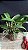 Blc. Nobile's Bruno Bruno - Vegetal Cheio (3 Brotacoes) - Imagem 2