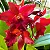 Blc. Nobile's Bruno Bruno - Vegetal Cheio (3 Brotacoes) - Imagem 1