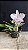 Lc. Mini Purple Coerulea 'Suzuki' 1 - Suave Otima Forma - Imagem 1