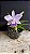Lc. Mini Purple Coerulea 'Suzuki' 2 - Otima Forma - Imagem 1