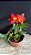 Slc. (Hawaiian Prominence America x Free Spirit) 1 - 2 Flores - Imagem 1