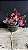 Cattleya Schilleriana Rubra - 3 Flores - Imagem 1