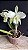 Cattleya Mossiae Alba 'Super White' 2 - 2 Flores - Imagem 1