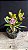 Cattleya Schilleriana Semi-Abla 'Super Green' - Verde com Pintas - Imagem 1