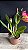Lc. (Tiago Suzuki 'Sunlight' x Lisa Ann) - 2 Flores (Antiga) - Imagem 2