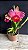 Lc. (Tiago Suzuki 'Sunlight' x Lisa Ann) - 2 Flores (Antiga) - Imagem 1