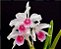 Laelia Purpurata Carnea - Espata Floral + Brotacao - Imagem 1