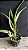 Laelia Purpurata Carnea - Espata Floral + Brotacao - Imagem 2