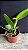 Cattleya STK Jewel 1 - Botoes - Imagem 2