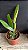 Cattleya STK Jewel 2 - Espata Floral - Imagem 2