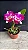 Cattleya STK Jewel 3 - Espata Floral - Imagem 1