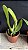 Cattleya STK Jewel 3 - Espata Floral - Imagem 2