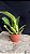 Cattleya Old Sierra 'Floralia' - 3 Brotacoes (Incrivel) - Imagem 2