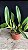 Lc. Remo Prada 'Crown' - 4 Brotacoes - Imagem 2