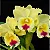 Blc. Goldenzelle 'Lemon Chiffon' - Vegetal Cheio - Imagem 1