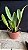 Blc. Goldenzelle 'Lemon Chiffon' - Vegetal Cheio - Imagem 2