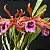 Laelia Tenebrosa 'Rubra' - Vegetal Cheio - Imagem 1
