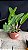 Laelia Tenebrosa 'Rubra' - Vegetal Cheio - Imagem 2