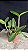 Cattleya Guttata var. Coerulea 1 - Espata Floral + Frente com Brotacao - Imagem 2