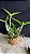 Cattleya Guttata var. Coerulea 2 - 2 Frentes com Espatas Florais - Imagem 2