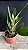 Blc. (Rolf Altenburg x Horace Maxima) - 2 Espatas Florais - Imagem 2