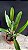 Lc. Aqui Finn 'Nature Best' 1 - 3 Espatas Florais - Imagem 2