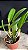 Lc. Aqui Finn 'Nature Best' 2 - 3 Frentes com Botoes - Imagem 2