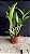 Blc. (Chinese Bronze x Nobile's Confetti) - 2 Frentes com Brotacoes (Vegetal Gigante) - Imagem 1
