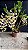Dendrobium Cream Cascade (Densiflorum x Thyrsiflotum) - Imagem 1