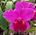 Blc. Heron's Roon 'Grapeland' - Vegetal com Brotacao - Imagem 1