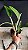 Pot. Egyptian Queen 'Inner Fire' 1 - Brotacao - Imagem 2