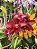 Blc. Suzuki's Red Star - Super Tousseira com 4 Brotacoes - Imagem 1