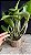 Blc. Suzuki's Red Star - Super Tousseira com 4 Brotacoes - Imagem 2