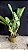 Blc. Memoria Helen Brown 1 - (Vegetal Sensivel) - Imagem 2