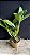 Blc. Memoria Helen Brown 2 - (Vegetal Sensivel) - Imagem 2