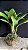Blc. Memoria Helen Brown 3 - (Vegetal Sensivel) - Imagem 2