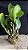 Blc. Memoria Helen Brown 4 - (Vegetal Sensivel) - Imagem 2