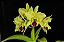 Blc. Memoria Helen Brown 5 - (Vegetal Sensivel) - Imagem 1