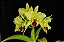 Blc. Memoria Helen Brown 6 - (Vegetal Sensivel) - Imagem 1