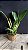Blc. Memoria Helen Brown 6 - (Vegetal Sensivel) - Imagem 2