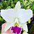 Cattleya Warneri Semi Alba - Tamanho 3 - Imagem 1