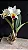 Lc. (Mildred Rives x Laelia Flava) - Tamanho 3 - Imagem 1