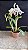 Cattleya Maxima Semi Alba Striata 1 - 2 Frentes Floridas - Imagem 1