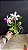 Cattleya Violacea Semi Alba Striata 2 - 2 Flores - Imagem 1