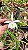 Brassavola Tuberculata x Cattleya Harrisoniana - Pré Adulta - Imagem 1