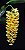 Dendrobium (Densiflorum x Mousmee) - Vaso Cheio Adulto - Imagem 2