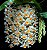 Dendrobium (Densiflorum x Mousmee) - Vaso Cheio Adulto - Imagem 1
