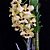 Dendrobium Gatton Sunray - Adulta - Imagem 2
