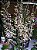 Dendrobium Pixie Princess - Adulto - Imagem 1